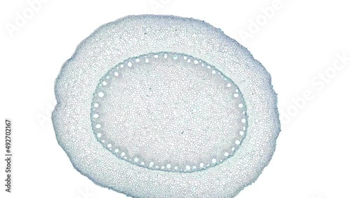 zoom in cross section cut slice of plant stem under the microscope – microscopic view of plant cells for botanic education – high quality animation
