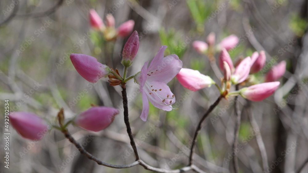 Obraz premium Valley and spring flowers in Korea