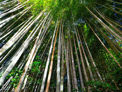 Bamboo forest in kyoto