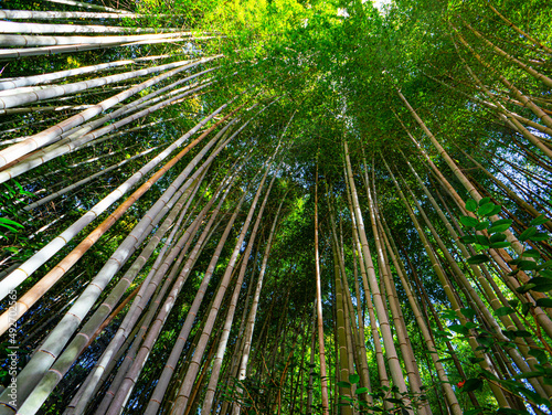 Bamboo forest in kyoto