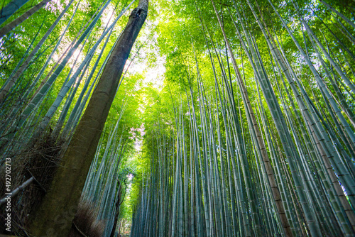 Bamboo forest in kyoto