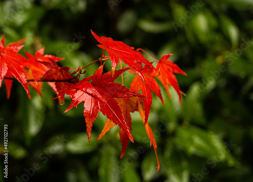 Autumn leaves 