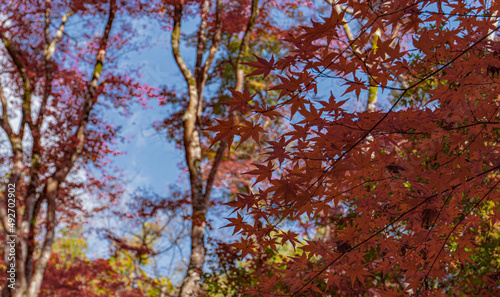 Autumn leaves in kyoto
