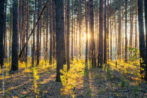 sunset in the forest