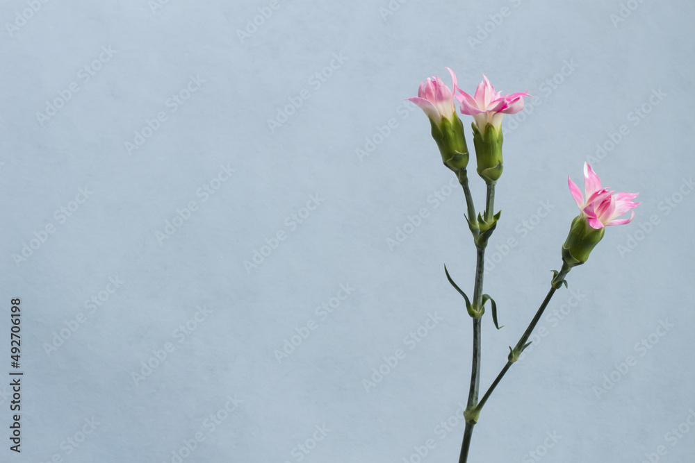 Obraz premium ブルーの背景とピンクのカーネーション
