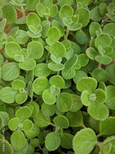 Close up of Cuban Oregano (Plectranthus amboinicus) with rounded fleshy leaves