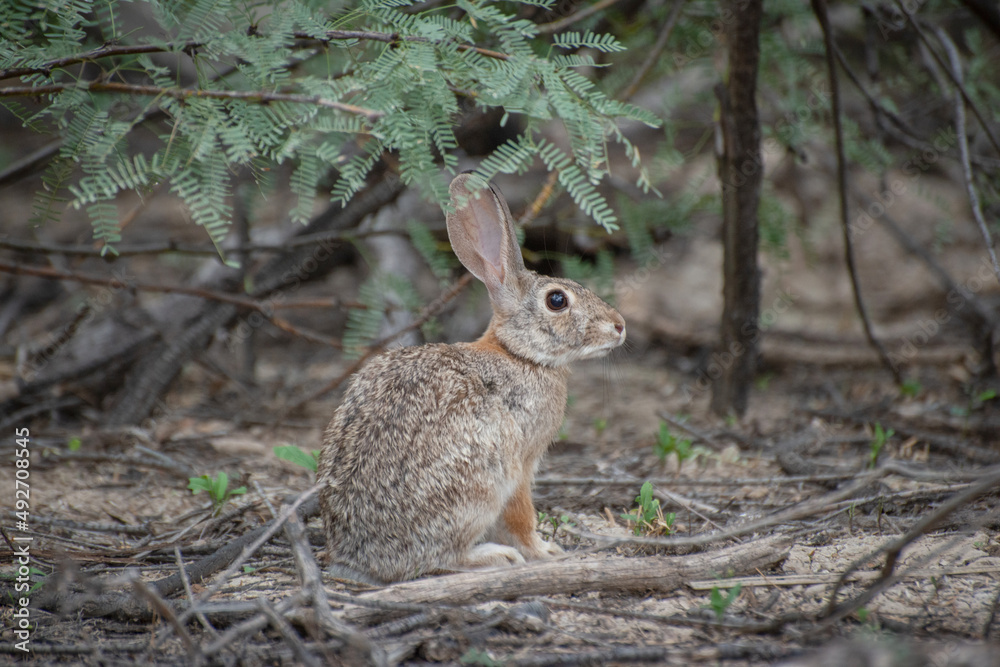 Fototapeta premium Jack Rabbit In Woods In Texas
