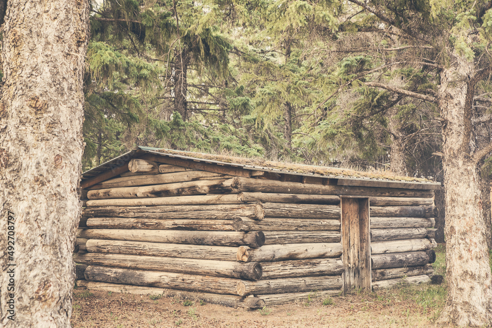 A historical short log cabin with a doorway in a thick stand of trees in a summertime landscape