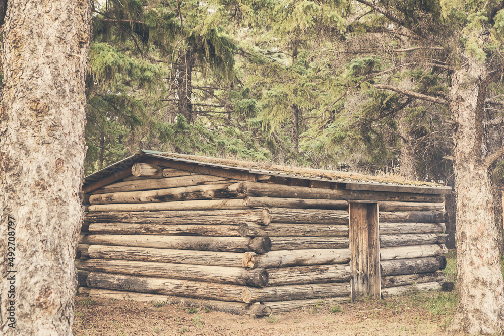 A historical short log cabin with a doorway in a thick stand of trees in a summertime landscape A historical short log cabin with a doorway in a thick stand of trees in a summertime landscape