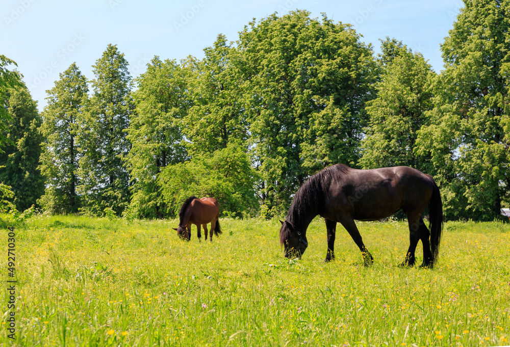 Dark brown Percheron horse and Warmblood horse are grazing in a spring meadow