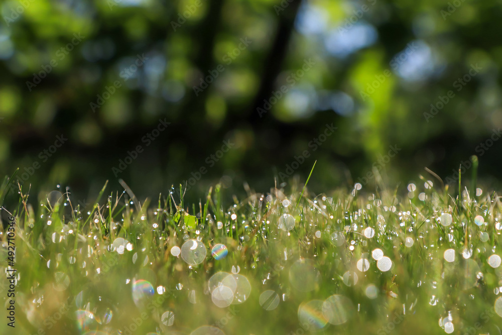 Fototapeta premium Dewy grass with natural bokeh, trees in the background