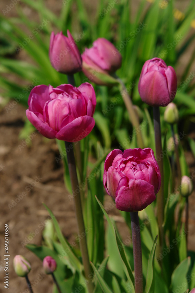 Double early tulips of the 'Margarita' variety in the garden, close-up, selective focus, shallow depth of field Double early tulips of the 'Margarita' variety in the garden, close-up, selective focus, shallow depth of field