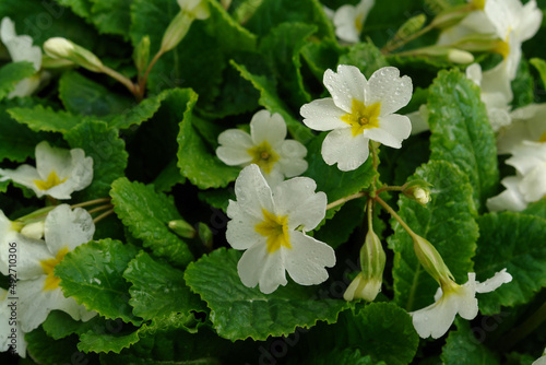 White primrose flowers of the 'Sneeuwwitje' variety  (Primula juliae) in a garden after the rain
