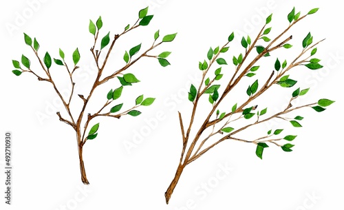 Hand drawn tree branches. Watercolor sketch greenery. Botanical illustrations. Floral set design for wedding cards and invitations, mothers day and birthday card. Isolated on white background