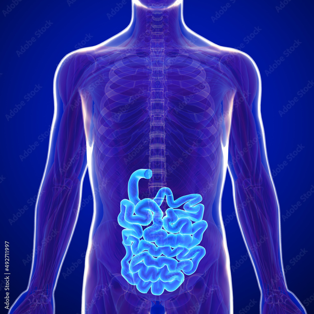 The small intestine is an organ in the gastrointestinal tract where