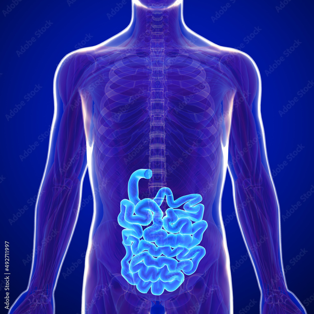 The Small Intestine Is An Organ In The Gastrointestinal Tract Where 