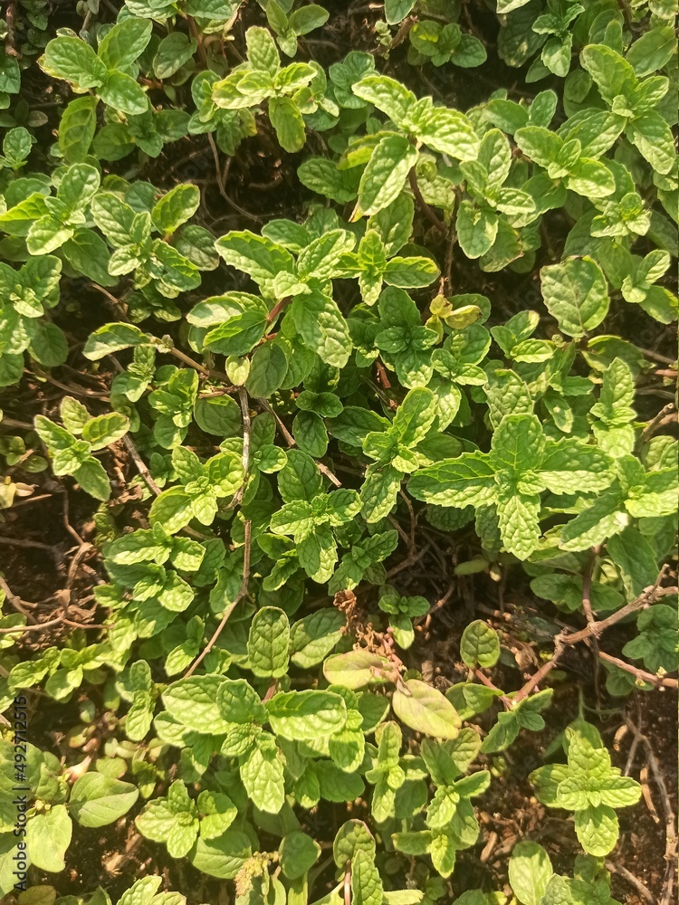 Fresh green leaves of mint, lemon balm, peppermint top view. Mint leaf texture. Ecology natural layout. Mint leaves pattern spearmint herbs nature background Fresh green leaves of mint, lemon balm, peppermint top view. Mint leaf texture. Ecology natural layout. Mint leaves pattern spearmint herbs nature background