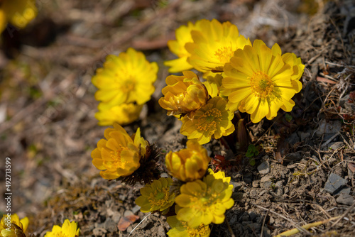 yellow flowers in the forest