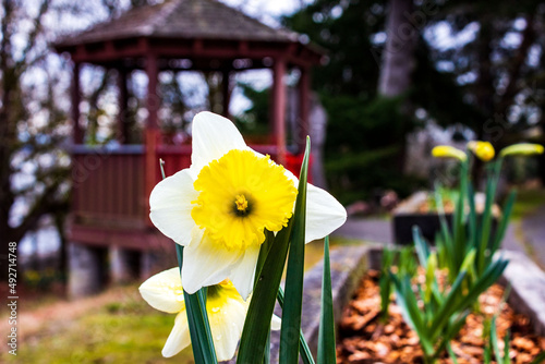 daffodils in the garden