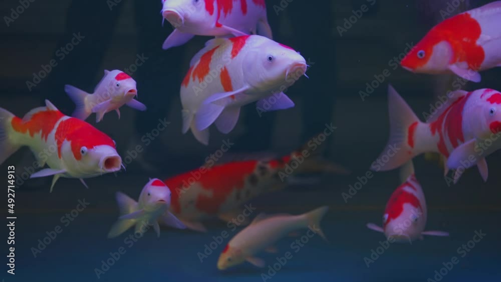 Close-up of a large group of koi carp raised in a professional fish tank