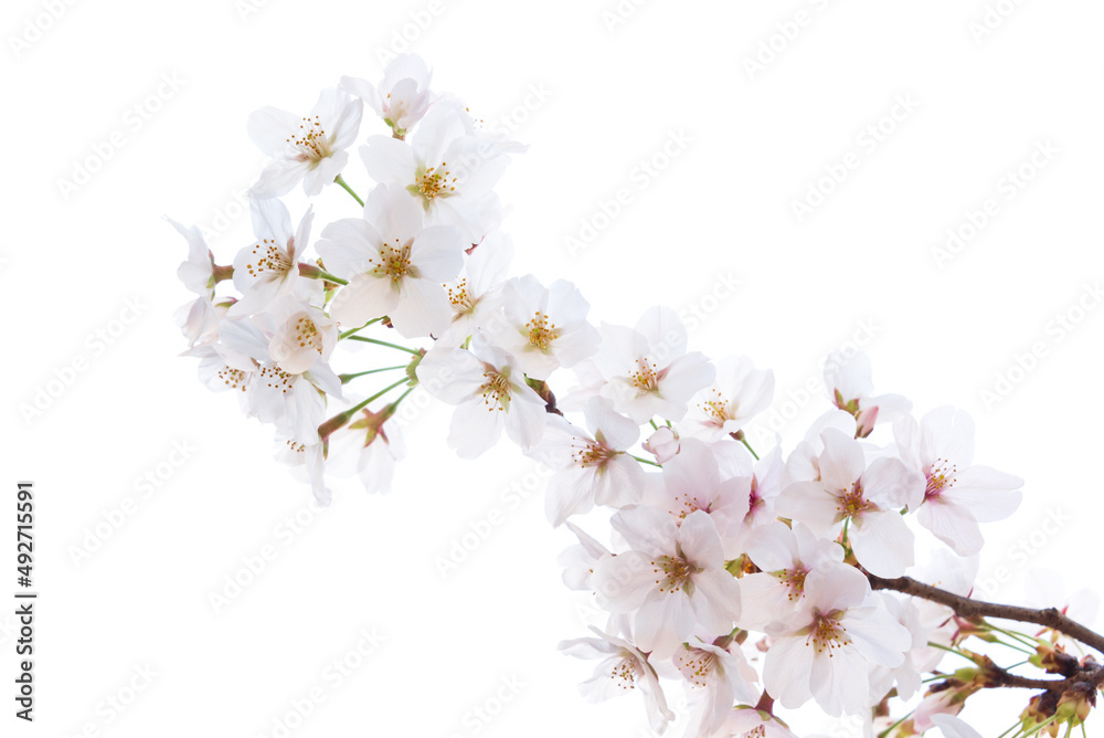 白背景の桜