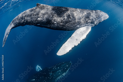 Humpback whale photo