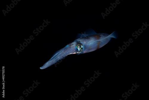 Bigfin Reef Squid - Sepioteuthis lessoniana swims in the open water in the night. Underwater world of Tulamben, Bali, Indonesia.