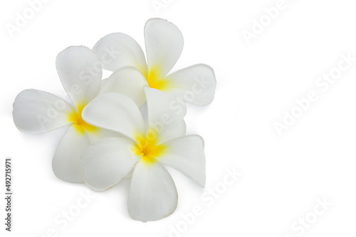 White frangipani flowers  isolated on white background. This has clipping path.