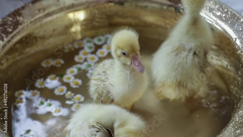 three goslings in a basin with water and daisies 