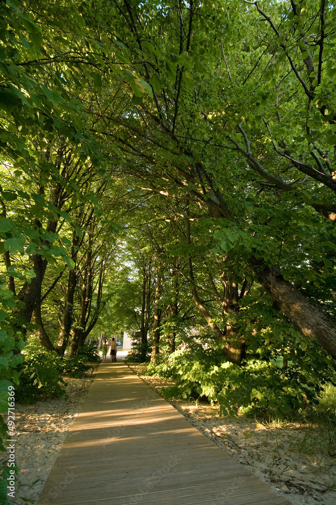 Wooden pathway amid lush trees in Pärnu, Estonia, on a sunny day at summer. Wooden pathway amid lush trees in Pärnu, Estonia, on a sunny day at summer.