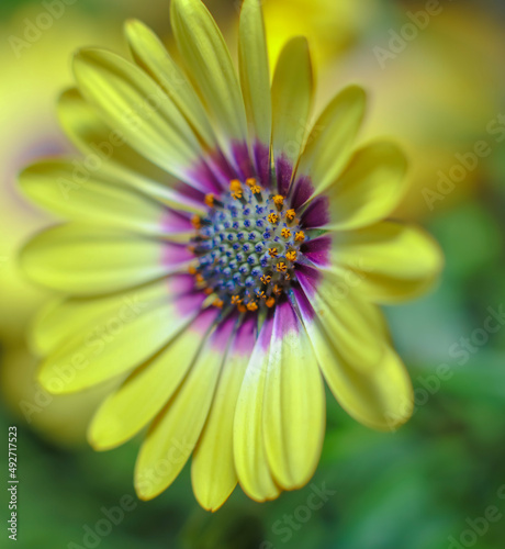 A yellow Cape Marguerite Daisy   oblique view   close up