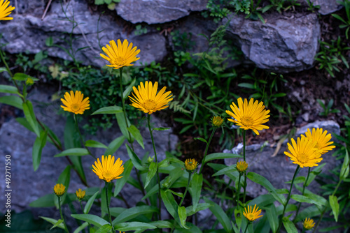 Buphthalmum salicifolium flower in mountains photo