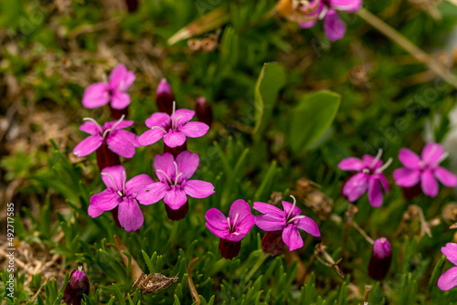 Silene acaulis flower growing in mountains, macro