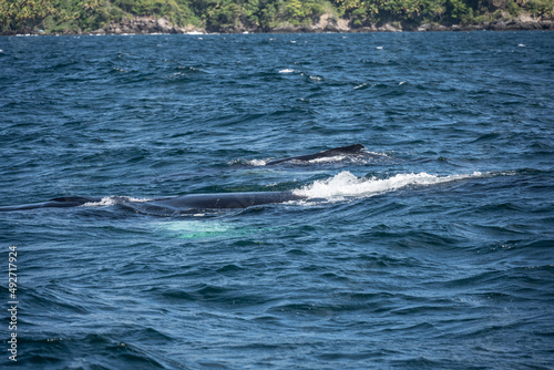 humpback whales with offspring in Samana Bay in the Dominican Republic in February  © константин константи