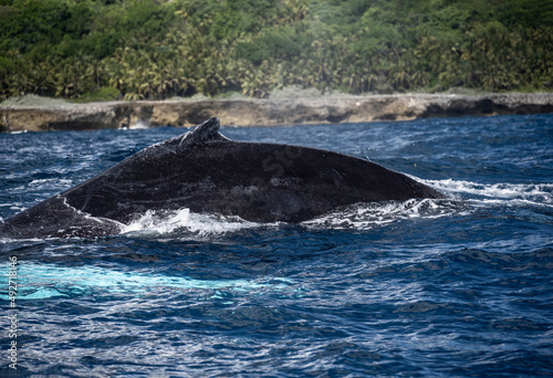 humpback whales with offspring in Samana Bay in the Dominican Republic in February  © константин константи