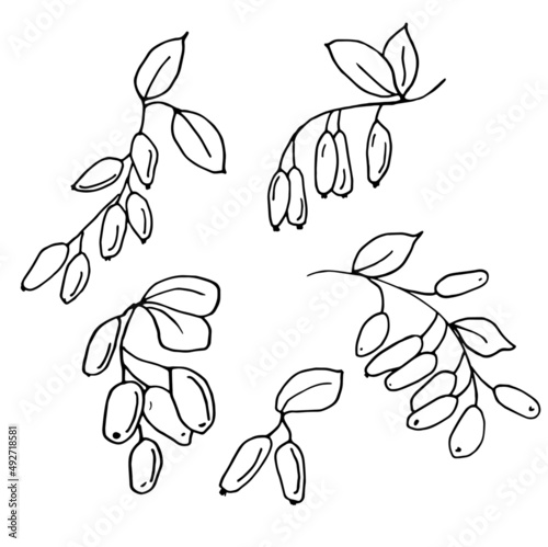 vector hand drawn setches  with barberries' branches 