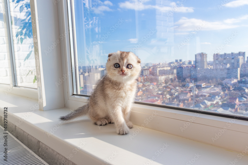 baby kitten is sitting on the window baby kitten is sitting on the window