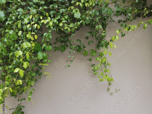 ivy on wall © phiang