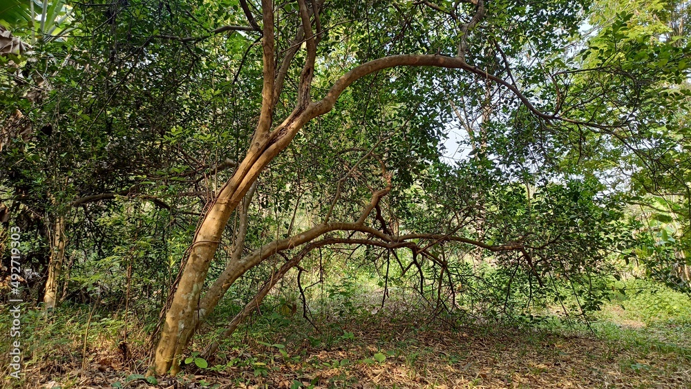 tree in the forests tree in the forests