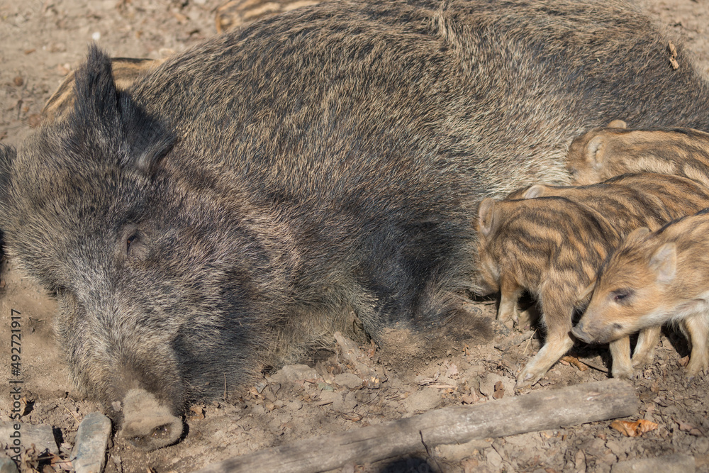 Wild boar - Sus scrofa - in the forest and by the in its natural habitat. Photo of wild nature. Wild boar - Sus scrofa - in the forest and by the in its natural habitat. Photo of wild nature.