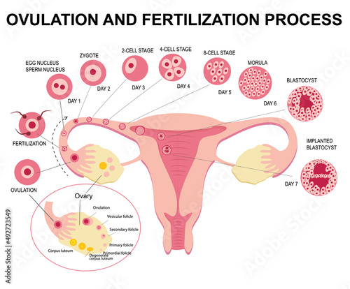 Flat illustration of stages of ovulation and fertilization of female reproductive system on white background. Biology, anatomy, medicine and scientific concept. Realistic illustration