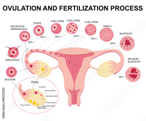 Flat illustration of stages of ovulation and fertilization of female reproductive system on white background. Biology, anatomy, medicine and scientific concept. Realistic illustration