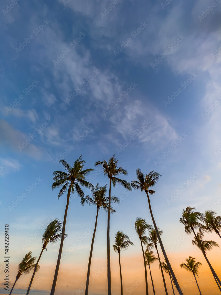 Coconut palm trees by the beach in East Coast Park Coconut palm trees by the beach in East Coast Park