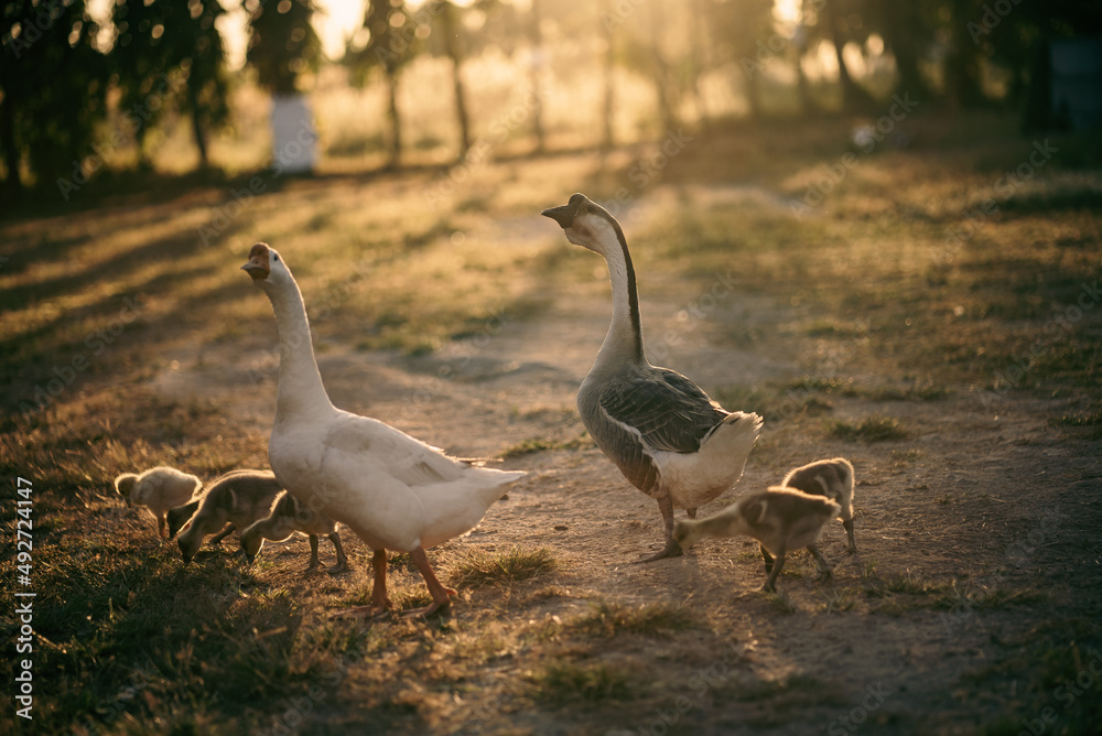 animal farm concept, flock of goose living in nature field of bird farming outdoor, white duck and flock of geese in agricultural concept animal farm concept, flock of goose living in nature field of bird farming outdoor, white duck and flock of geese in agricultural concept