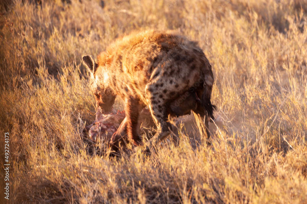 Close-up of a spotted Hyena - Crocuta crocuta- with a prey, seen during the golden hour of sunset in Etosha national Park, Namibia. Close-up of a spotted Hyena - Crocuta crocuta- with a prey, seen during the golden hour of sunset in Etosha national Park, Namibia.