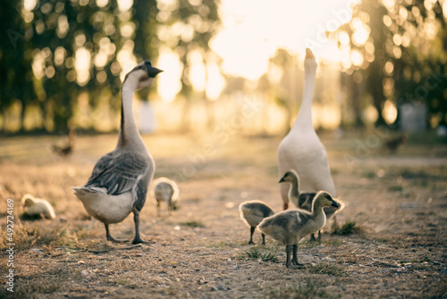 Fotografie, Obraz animal farm concept, flock of goose living in nature field of bird farming outdo