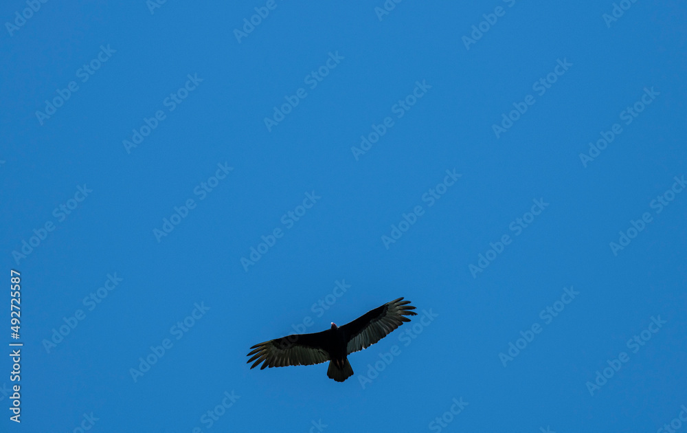 a dark brown eagle soars against the blue sky in the Dominican Republic a dark brown eagle soars against the blue sky in the Dominican Republic