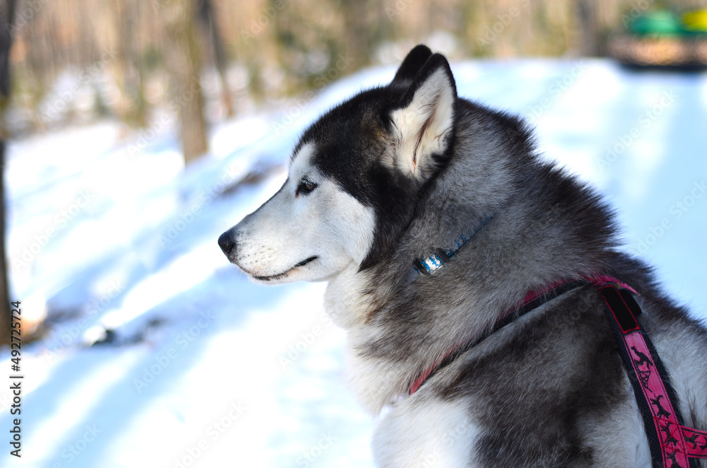 Naklejka premium Portrait of young siberian husky looking away