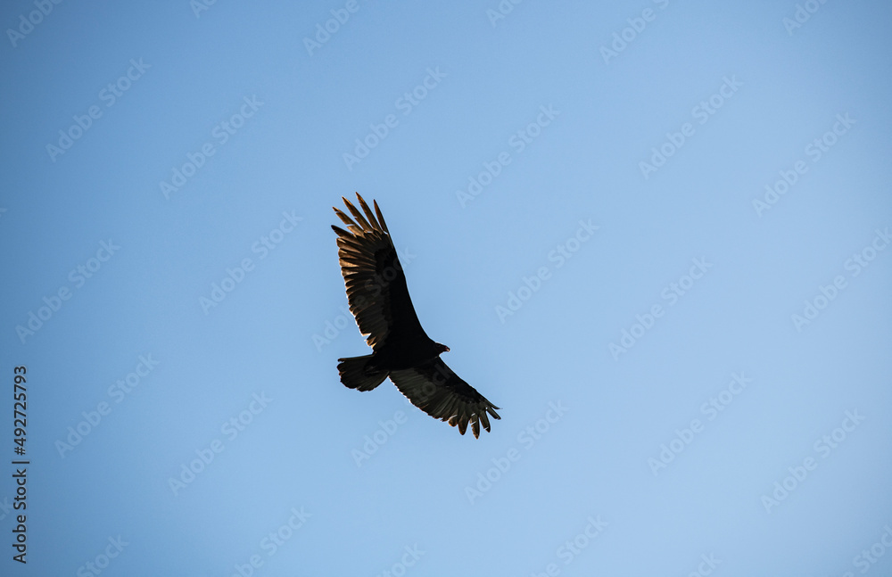 a dark brown eagle soars against the blue sky in the Dominican Republic a dark brown eagle soars against the blue sky in the Dominican Republic