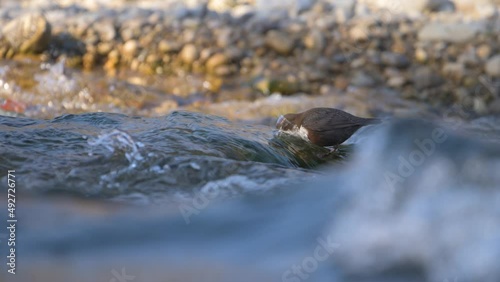 Slow motion of white-throated dipper cinclus cinclus in river dipping head in water and then diving with a jump into river photo